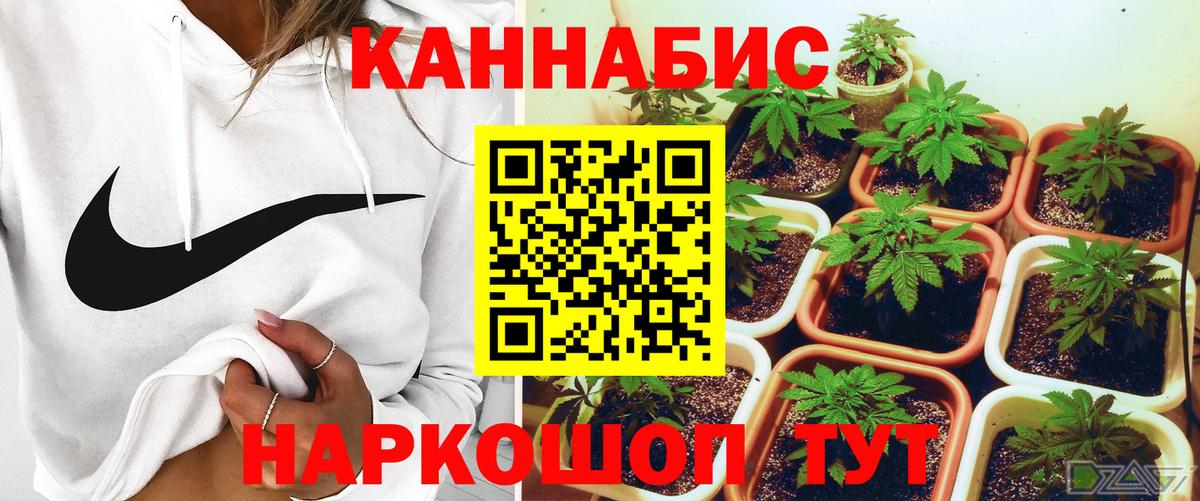 Бошки марихуана Amnesia  МАРИХУАНА OG Kush  Вход с VPN  Каннабис марихуана  Алушта 